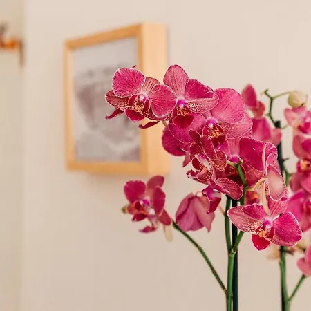 Adriano Augusto